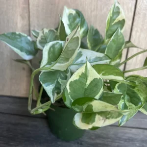 N'Joy Pothos Live Plant - Epipremnum Aureum - 4 inch Pot - Indoor - Image 5