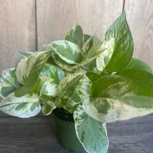N'Joy Pothos Live Plant - Epipremnum Aureum - 4 inch Pot - Indoor - Image 7