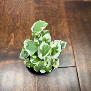 N'Joy Pothos Live Plant – White Variegated Indoor Vine – 4 inch Pot - Image 2