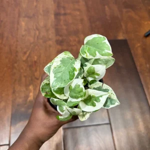 N'Joy Pothos Live Plant – White Variegated Indoor Vine – 4 inch Pot - Image 4