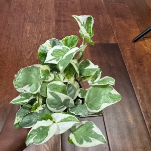 N'Joy Pothos Live Plant – White Variegated Indoor Vine – 4 inch Pot - Image 5