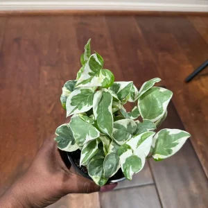 N'Joy Pothos Live Plant – White Variegated Indoor Vine – 4 inch Pot - Image 8