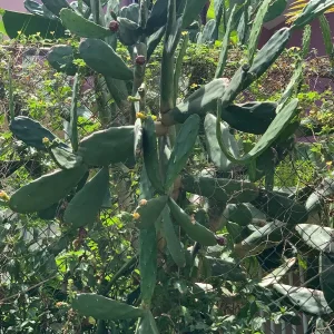 Nopal Chamacuero Cactus – Nopalea Cochenillifera Live Plant – 2 Plants - Image 2