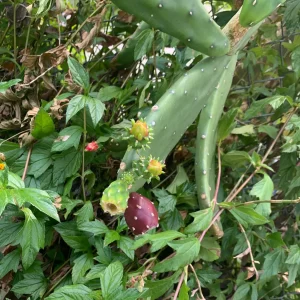 Nopal Chamacuero Cactus – Nopalea Cochenillifera Live Plant – 2 Plants - Image 1