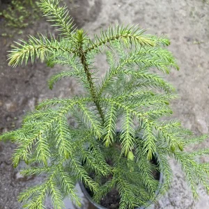 Norfolk Island Pine Live Plant – 1 ft Tall – 1 Gallon Pot – Indoor Houseplant - Image 1