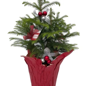 Norfolk Island Pine Live Plant - Indoor Christmas Tree - 6 inch Pot - Image 1