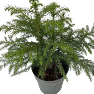 Norfolk Island Pine Live Plant – Indoor Christmas Tree – 6 inch Pot – Houseplant - Image 2