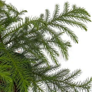 Norfolk Island Pine Live Plant - Indoor Christmas Tree - 6 inch Pot - Image 3