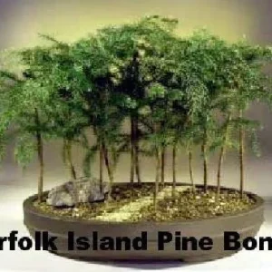 Norfolk Island Pine Live Plant - Indoor Christmas Tree - 6 inch Pot - Image 4