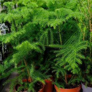 Norfolk Island Pine Live Plant - Indoor Christmas Tree - 4 Inch Pot - Image 4