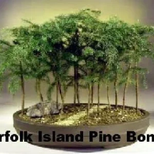 Norfolk Island Pine Live Plant – Indoor Christmas Tree – 6 inch Pot – Houseplant - Image 5