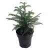 Norfolk Island Pine Live Plant – Indoor Christmas Tree – 6 inch Pot – Houseplant - Image 1