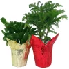 Norfolk Pine & Christmas Cactus Duo Live Plants - 4 inch Pots - Indoor Holiday Decor - Image 1