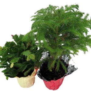 Norfolk Pine & Christmas Cactus Duo Live Plants - 4 inch Pots - Indoor Holiday Decor - Image 2
