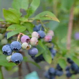 North Country Half-High Bush Blueberry Live Plant - 1 Quart Pot, 10-12