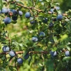 Northblue Half-High Bush Blueberry Live Plant - 1 Quart Size, 10-12" Bare Root - Image 1