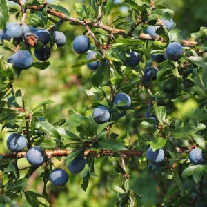 Northblue Half-High Bush Blueberry Live Plant - 1 Quart Size, 10-12