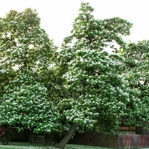 Northern Catalpa Tree Seeds - 100+ Seed Pack - Outdoor Flowering Tree Seeds - Image 5