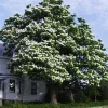 Northern Catalpa Tree Seeds - 50+ Seed Pack for Fast Growing Shade Tree, Outdoor - Image 1