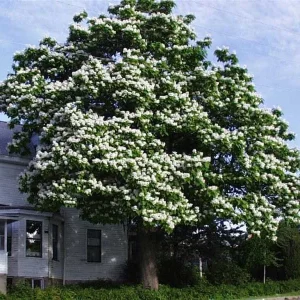 Northern Catalpa Tree Seeds - 50+ Seed Pack for Fast Growing Shade Tree, Outdoor - Image 1