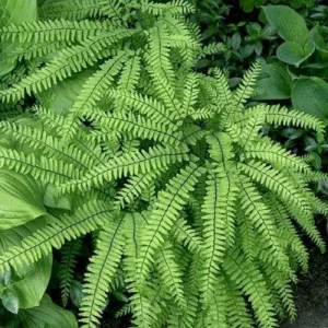 Northern Maidenhair Fern (Adiantum pedatum) Bare-root Plant - Outdoor Shade Perennial - Image 2