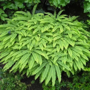 Northern Maidenhair Fern (Adiantum pedatum) Bare-root Plant - Outdoor Shade Perennial - Image 1