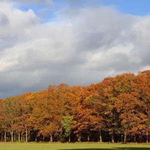 Northern Red Oak Live Plant - Quercus rubra Tree 18-24 Inches Outdoor Deciduous - Image 3