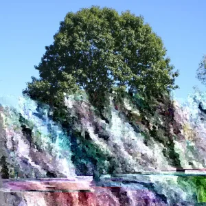 Northern Red Oak Saplings - Live Quercus rubra Plants 6+ Inches - Set of 2 for Outdoor Planting - Image 2