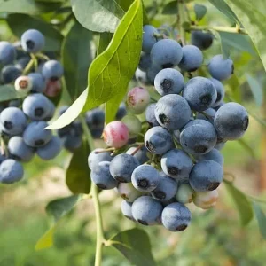 Northland Northern High Bush Blueberry – 5 Bare Root 10" to 12" – Early/Mid Season Berries – From Hand Picked Nursery - Image 1