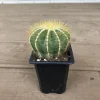Notocactus Magnificus Balloon Cactus - 2.5 inch Potted Live Succulent Plant - Image 1