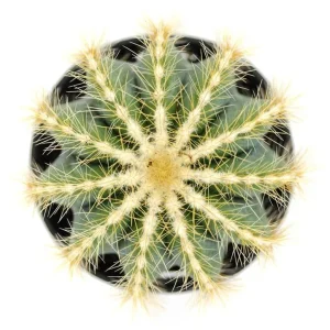 Notocactus Magnificus Balloon Cactus - 2.5 inch Potted Live Succulent Plant - Image 2