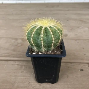 Notocactus Magnificus Balloon Cactus - 2.5 inch Potted Live Succulent Plant - Image 1