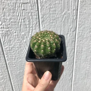 Notocactus Uebelmannianus Cactus - 2.5 inch Potted Live Succulent - Image 1