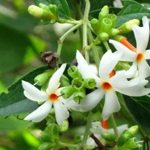 Nyctanthes arbor-tristis Live Plant - Night-flowering Jasmine - 4 inch Pot - Image 1