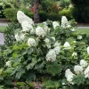 Oak Leaf Hydrangea 'Snow Queen' Live Plant - Gallon Pot - 18-24'' Tall - Image 1
