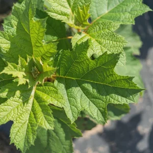 Oak Leaf Hydrangea 'Snow Queen' Live Plant - Gallon Pot - 18-24'' Tall - Image 4
