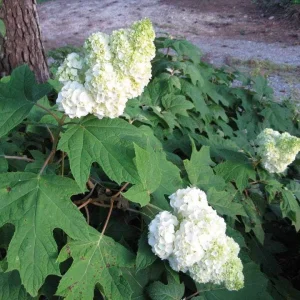 Oak Leaf Hydrangea 'Snow Queen' Live Plant - Gallon Pot - 18-24'' Tall - Image 5