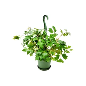 Oak Leaf Ivy Live Plant – 6-inch Hanging Basket – Cissus rhombifolia – Indoor Vining Houseplant - Image 10