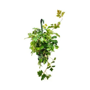 Oak Leaf Ivy Live Plant – 6-inch Hanging Basket – Cissus rhombifolia – Indoor Vining Houseplant - Image 2
