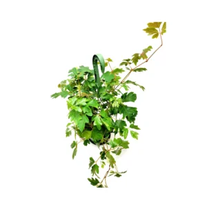 Oak Leaf Ivy Live Plant – 6-inch Hanging Basket – Cissus rhombifolia – Indoor Vining Houseplant - Image 3