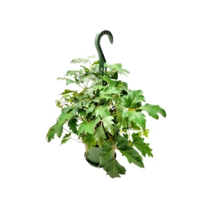 Oak Leaf Ivy Live Plant – 6-inch Hanging Basket – Cissus rhombifolia – Indoor Vining Houseplant - Image 1