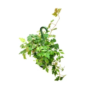 Oak Leaf Ivy Live Plant – 6-inch Hanging Basket – Cissus rhombifolia – Indoor Vining Houseplant - Image 4