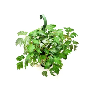 Oak Leaf Ivy Live Plant – 6-inch Hanging Basket – Cissus rhombifolia – Indoor Vining Houseplant - Image 5