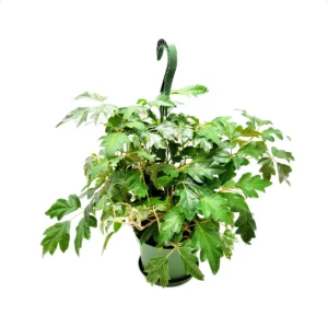 Oak Leaf Ivy Live Plant – 6-inch Hanging Basket – Cissus rhombifolia – Indoor Vining Houseplant - Image 6