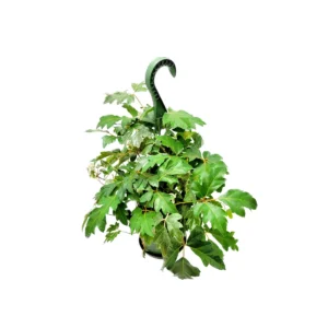 Oak Leaf Ivy Live Plant – 6-inch Hanging Basket – Cissus rhombifolia – Indoor Vining Houseplant - Image 7