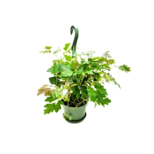Oak Leaf Ivy Live Plant – 6-inch Hanging Basket – Cissus rhombifolia – Indoor Vining Houseplant - Image 8