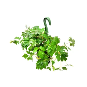 Oak Leaf Ivy Live Plant – 6-inch Hanging Basket – Cissus rhombifolia – Indoor Vining Houseplant - Image 9