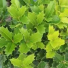 Oakland Holly Live Plant - Evergreen Shrub - Quart Pot - USDA Zones 6-9 - Image 1