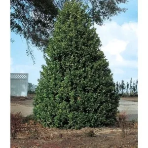 Oakland Holly Live Plant - Evergreen Shrub - Quart Pot - USDA Zones 6-9 - Image 2