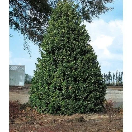 Oakland Holly Live Plant - Evergreen Shrub - Quart Pot - USDA Zones 6-9 - Image 2